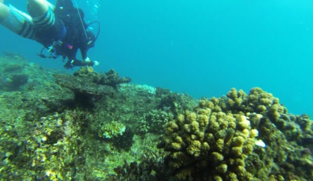 SCUBA Diving Ratu Kini Fiji