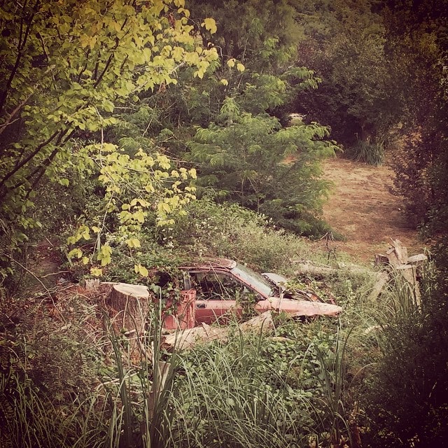 #Abandoned #Car lost to the #Bush in #Picton #NewZealand