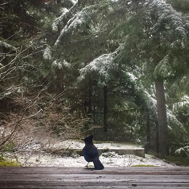 Bird Shelters From Fresh Snow