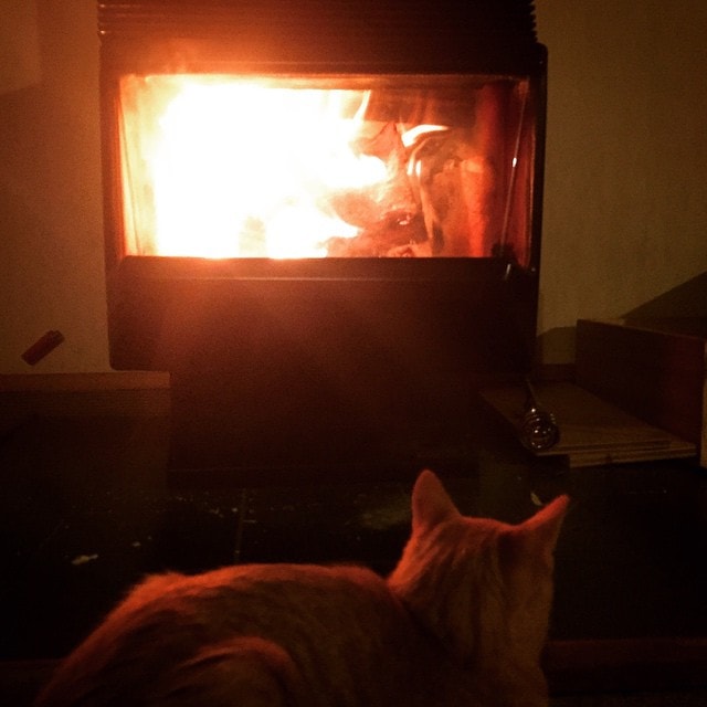 Building a #fire with the #kitten. Not literally of course.