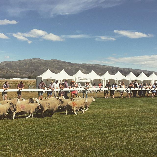 #Charity #Sheep #Race in #Cromwell #NewZealand