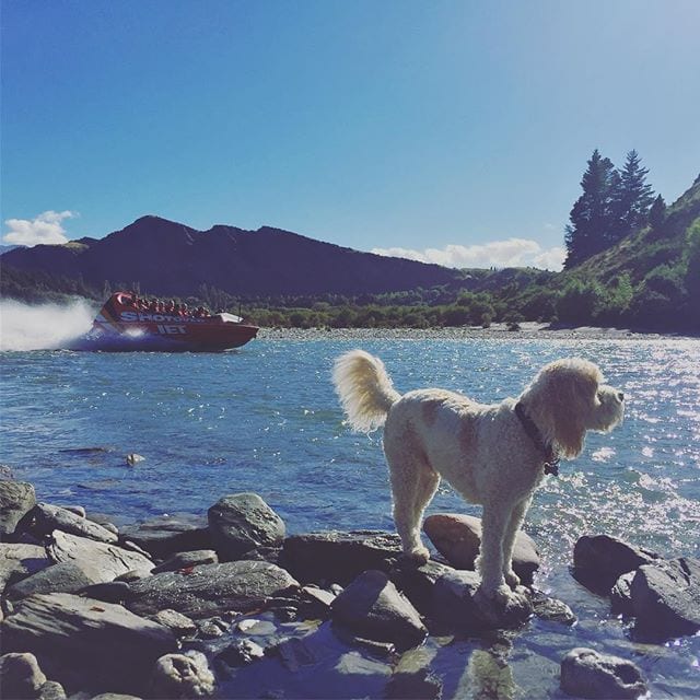 Dylbo Waggins (a.k.a. Dylan) sniffs out an early morning adventure with @ShotoverJetNZ