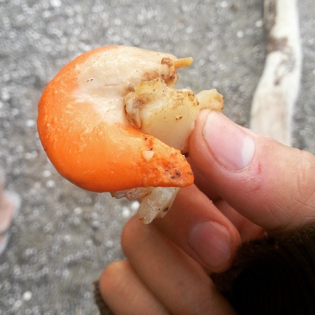 Freshly caught and cooked #scalopes from a day #SCUBA #diving at #DaysBay #Wellington with #DiveHQ