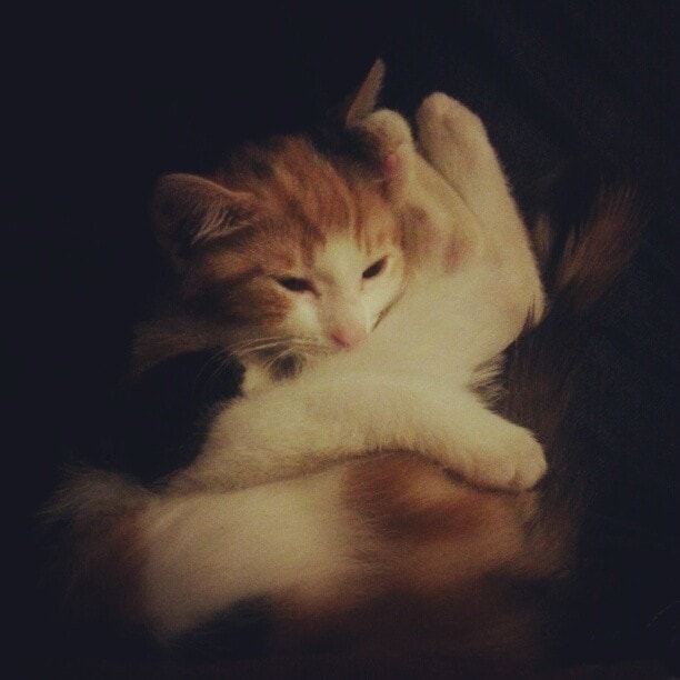 #Kitten hugging own legs #catsofinstagram #lola @amber2990 @nicholerowlands :p