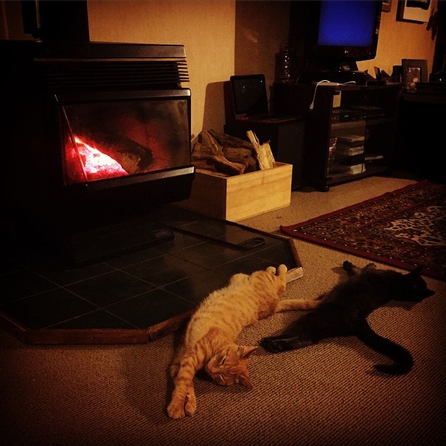 #Kittens lounging by the #fireplace. #Cats #Winter