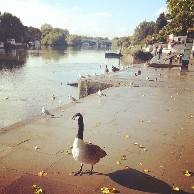 #River #Thames #Geese