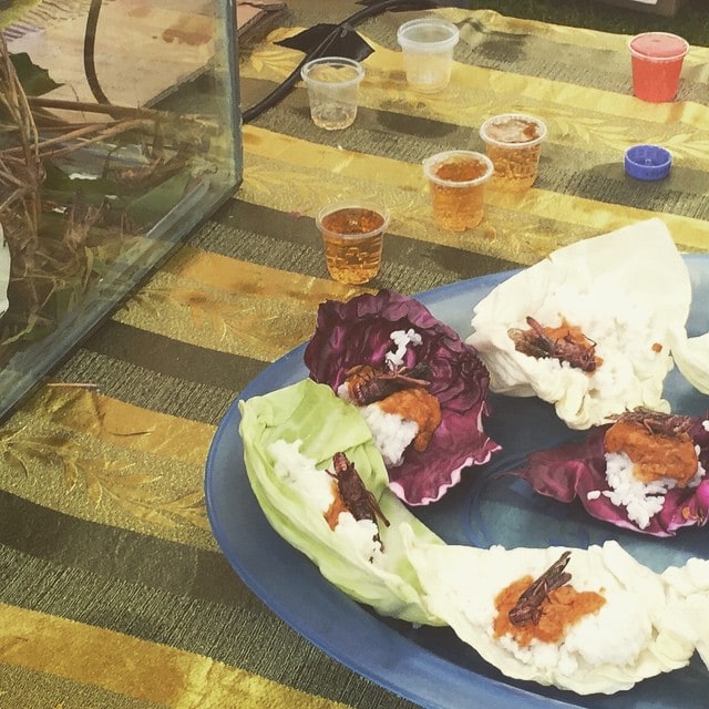 #Satay #Crickets – #Alternative #Cuisine from the #CrouchingGrasshopper stall at #WildFoods #Festival #Hokitika, #NewZealand.